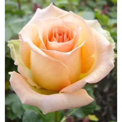 Роза версилия: выберите формат изображения