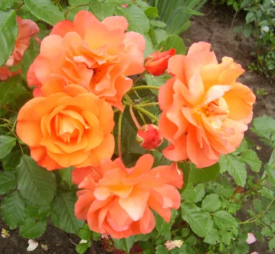 Фотография Розы Вестерленд - идеальное дополнение к вашей коллекции роз