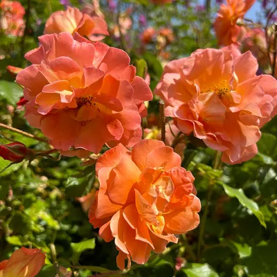Фотография Розы Вестерленд - настоящая гордость коллекции роз