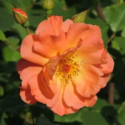 Роза Вестерленд: фото, заставляющее вас полюбить розы еще больше