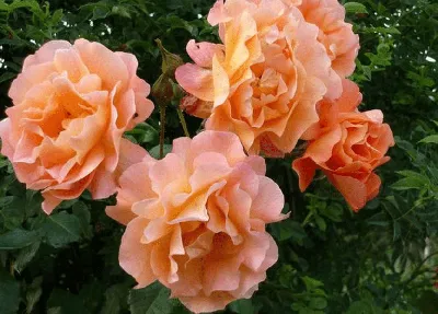 Фотография Розы Вестерленд - отличный выбор для создания коллекции роз настоящего ценителя