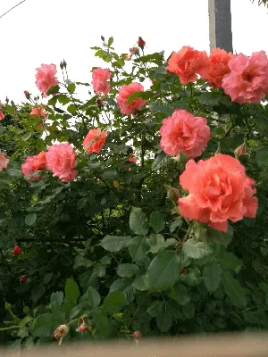 Роза Вестерленд: фото, которое погрузит вас в обволакивающий аромат розы