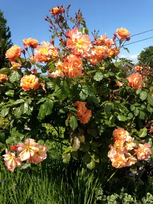 Фотография Розы Вестерленд - прекрасный подарок для любителей роз
