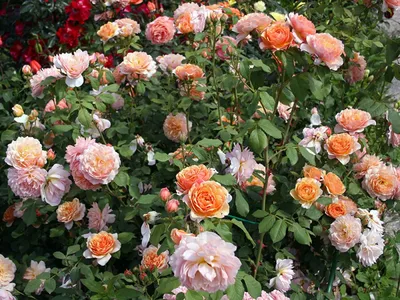 Фотография розы вильям моррис в высоком разрешении