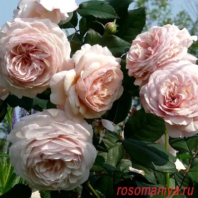 Фото розы вильям моррис для использования в дизайне