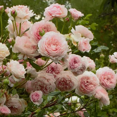 Красивое изображение розы вильям моррис в формате webp