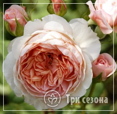 Уникальное фото розы вильям моррис