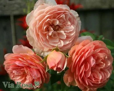 Фотография красивой розы вильям моррис
