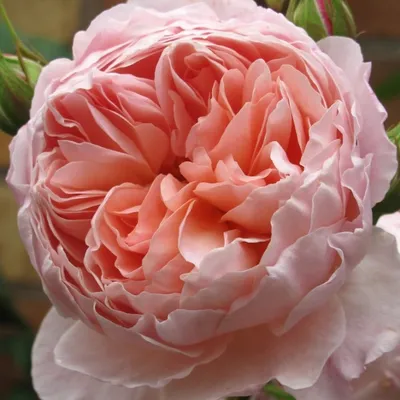 Прекрасная картинка розы вильям моррис