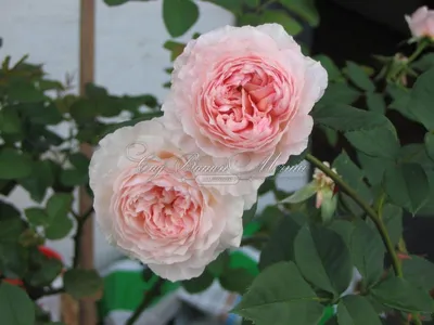 Фотка розы вильям моррис для печати на холсте