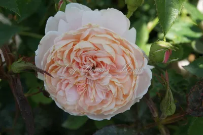 Очаровательная фотография розы вильям моррис