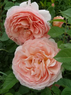 Красивая фотография розы вильям моррис в формате webp