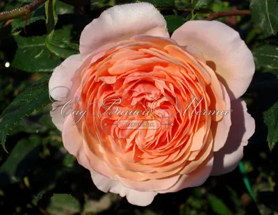 Фотка розы вильям моррис для создания открытки