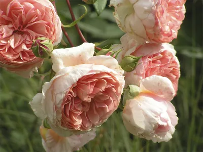 Удивительное изображение розы вильям моррис