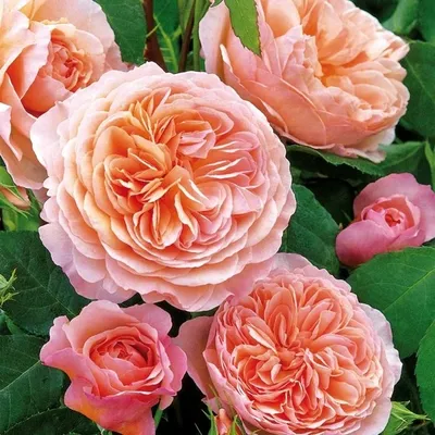 Фото розы вильям моррис в формате jpg для скачивания