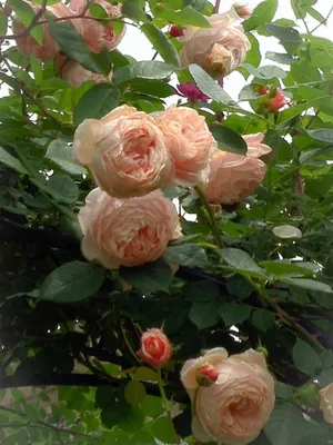 Фотография розы вильям моррис в макро-плане
