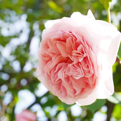 Фото розы вильям моррис в естественном освещении