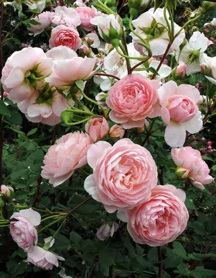 Красивая фотография розы вильям моррис в формате webp для блога