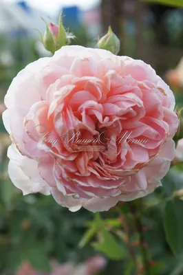 Фотка розы вильям моррис на заднем фоне сада
