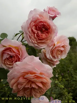 Уникальное изображение розы вильям моррис для дизайнеров