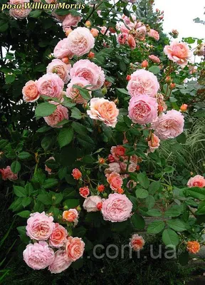 Очаровательное изображение розы вильям моррис