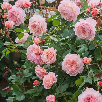 Фото розы вильям моррис для сохранения в формате jpg
