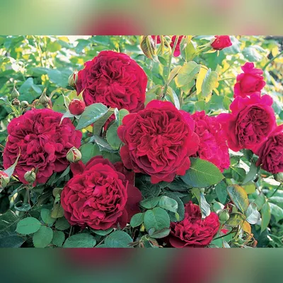 Увлекательное фото розы Вильяма Шекспира 2000 в jpg