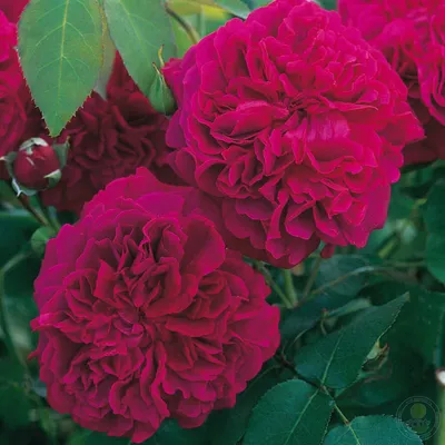 Изящная картинка розы Вильяма Шекспира 2000 в png