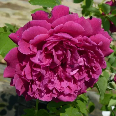 Роскошная картинка розы Вильяма Шекспира 2000