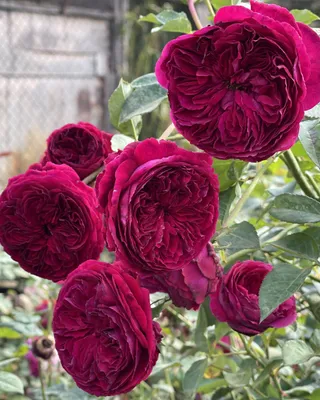 Умопомрачительное изображение розы Вильяма Шекспира 2000 в jpg
