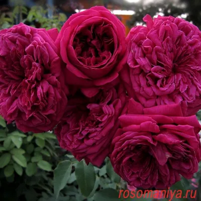 Чудесная фотка розы Вильяма Шекспира 2000 в png