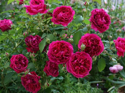 Фееричная картинка розы Вильяма Шекспира 2000
