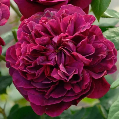 Благоуханное изображение розы Вильяма Шекспира 2000 в jpg