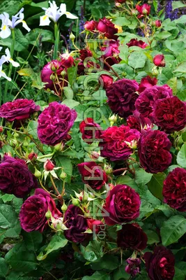 Очаровывающая фотка розы Вильяма Шекспира 2000 в webp