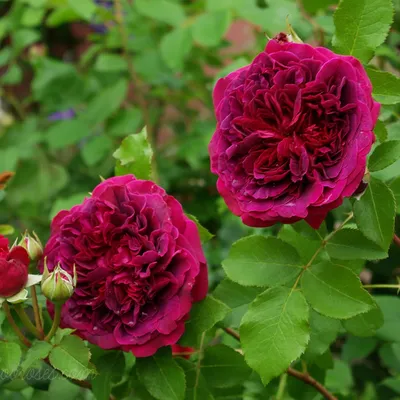 Лучезарная картинка розы Вильяма Шекспира 2000