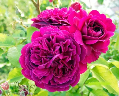 Безупречная фотка розы Вильяма Шекспира 2000 в webp