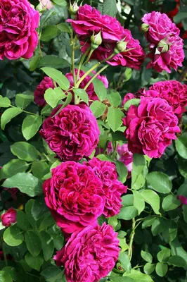 Впечатляющее изображение розы Вильяма Шекспира 2000 в jpg