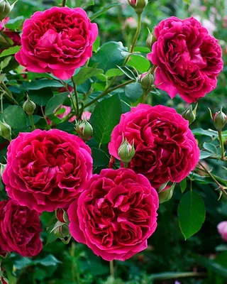 Уникальная фотка розы Вильяма Шекспира 2000 в webp