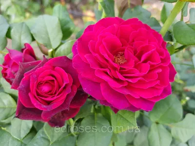 Прекрасная фотка розы Вильяма Шекспира 2000 в webp