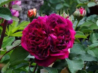 Величественное изображение розы Вильяма Шекспира 2000 в jpg