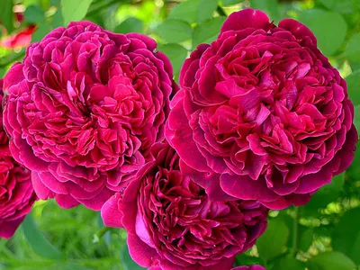Красивая фотка розы Вильяма Шекспира 2000 в jpg