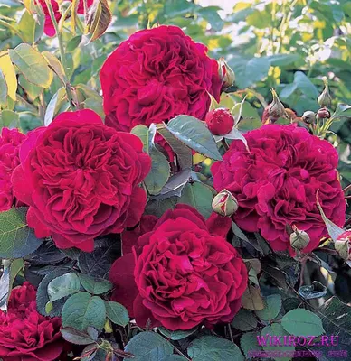 Впечатляющая фотка розы Вильяма Шекспира 2000 в webp