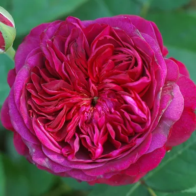 Восхитительное изображение розы Вильяма Шекспира 2000