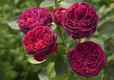 Уникальное изображение розы Вильяма Шекспира 2000 в png
