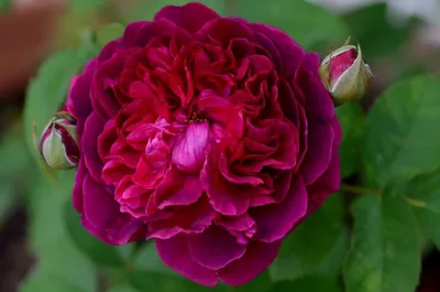 Восхитительное изображение розы Вильяма Шекспира 2000 в jpg