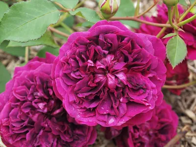 Стронгановское фото розы Вильяма Шекспира 2000 в png