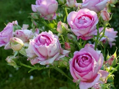 Изящное изображение розы вилладж