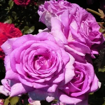 Фотография розы вилладж в png, идеальна для печати