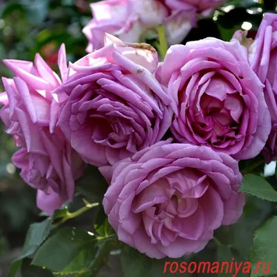 Красивая картинка розы вилладж в jpg формате