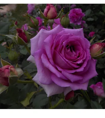Уникальное изображение розы вилладж в png